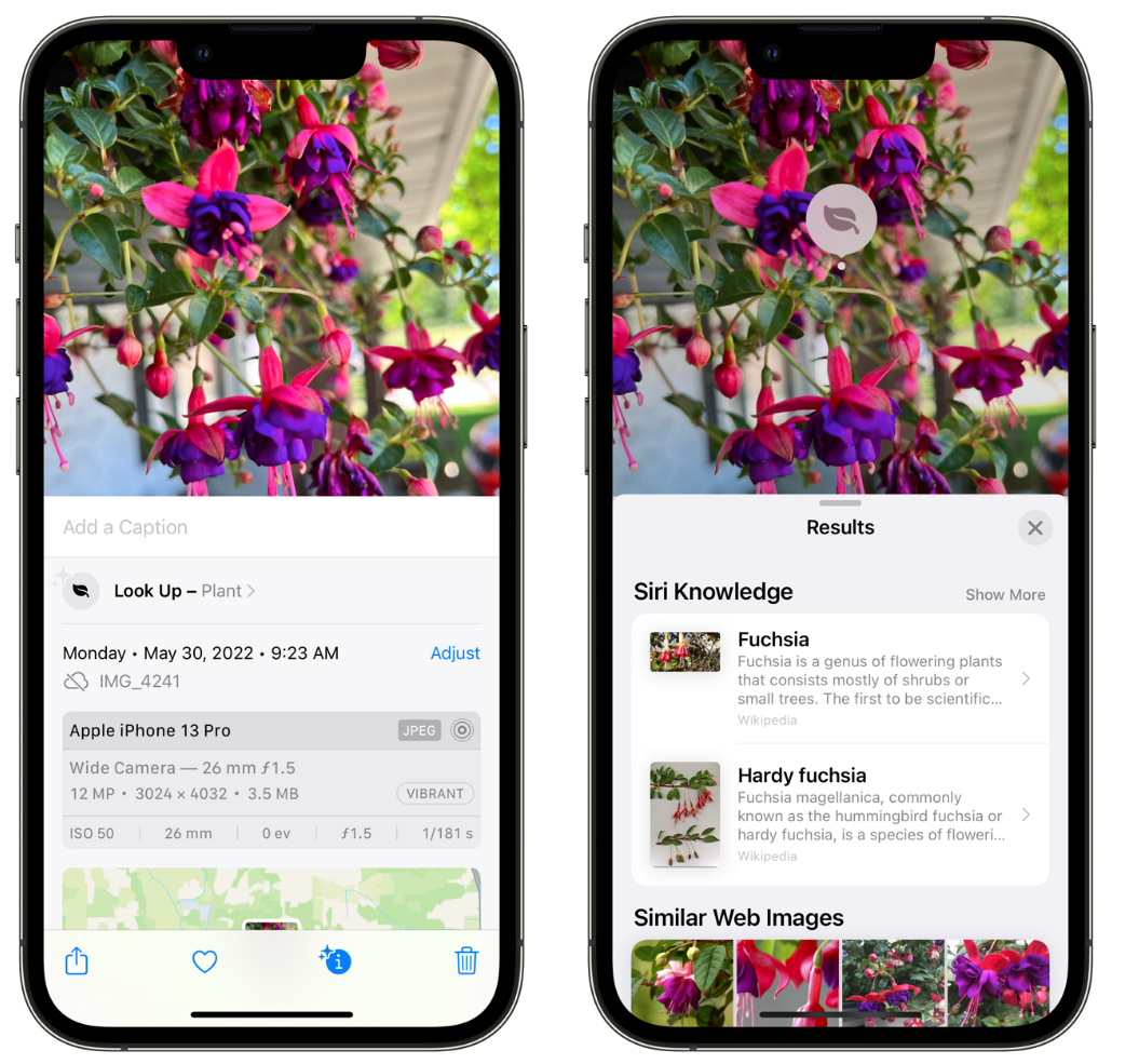 西岗苹果手机维修分享小技巧：使用 iPhone 相机识别花卉植物 